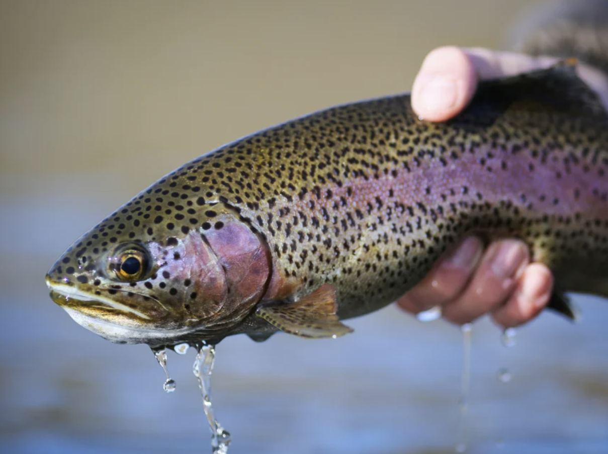 Iran is world’s top rainbow trout producer, head of IFO says 